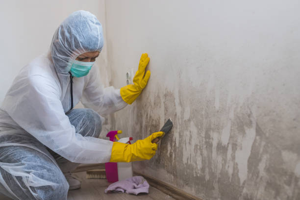 Best Residential Mold Removal  in Roundup, MT