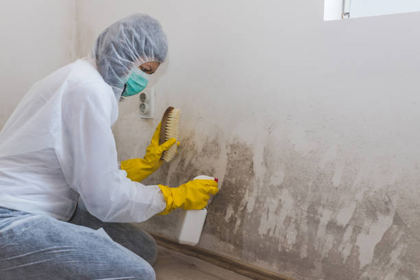 Roundup, MT Mold Removal Company