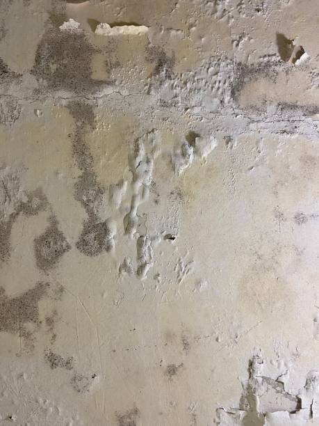 Best Local Mold Removal Service  in Roundup, MT