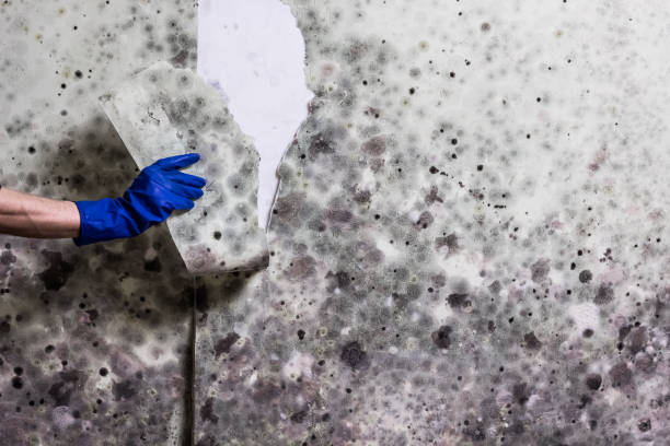 Best Mold Cleaning Services  in Roundup, MT