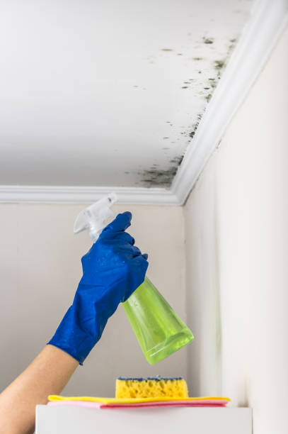 Best Mold Damage Repair  in Roundup, MT